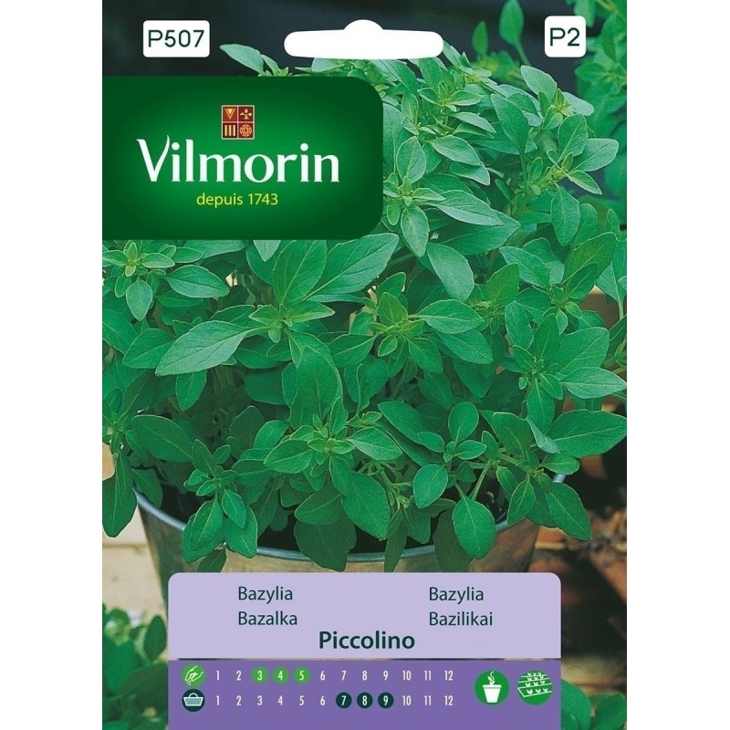 BAZYLIA PICCOLINO 1g VILMORIN IDEALNA DO PESTO