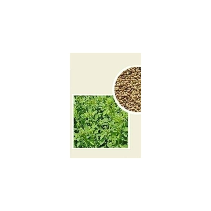 LUCERNA SIEWNA 0.5kg PLATO. GEA AGRONAS