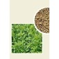 LUCERNA SIEWNA 0.5kg PLATO. GEA AGRONAS