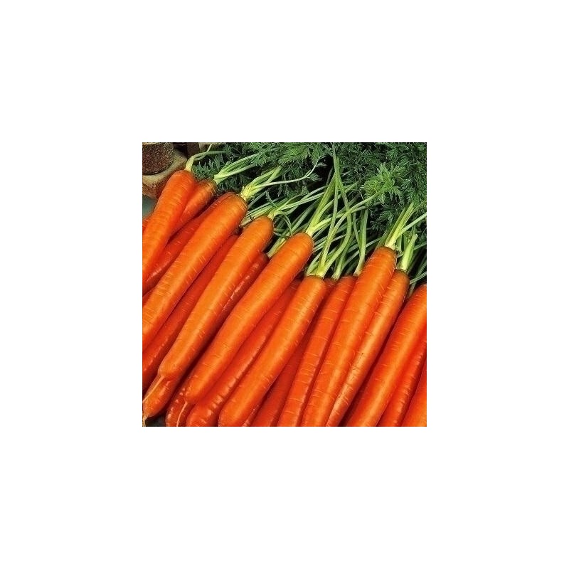 MARCHEW FLAKKESE2 (DAUCUS) 100g LEG.