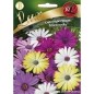 OSTEOSPERMUM 1g LUX