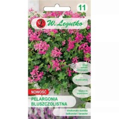 PELARGONIA MIX FUCHSIA 5z LEG. BLUSZCZOLISTNA