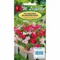 PELARGONIA MIX SPEEDY 5z LEG. BLUSZCZOLISTNA