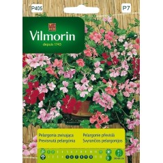 PELARGONIA MIX ZWISAJĄCA 5z VILMORIN 