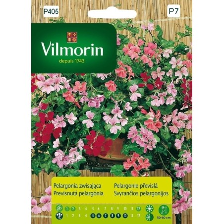 PELARGONIA MIX ZWISAJĄCA 5z VILMORIN