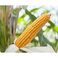 Nasiona kukurydzy kosmal  FAO260 SMOLICE zapr PL126/61/91/B418/A