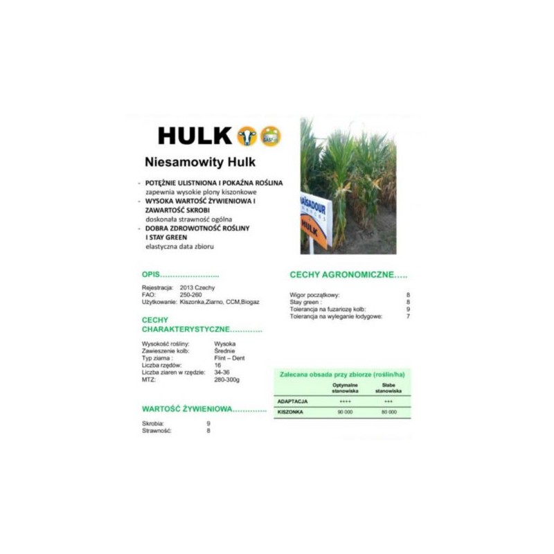 Kukurydza Mas Hulk Aces  F0424M288682 EW.890001019903 26.11.2021 K.98% 21.36