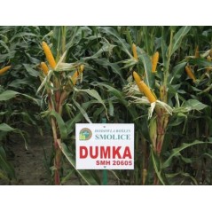 KUKURYDZA DUMKA C1 /A111/A 14,7KG PL802/18/76/A111/A ŚW.02/295R/19/01 08.10.2019 zk97%