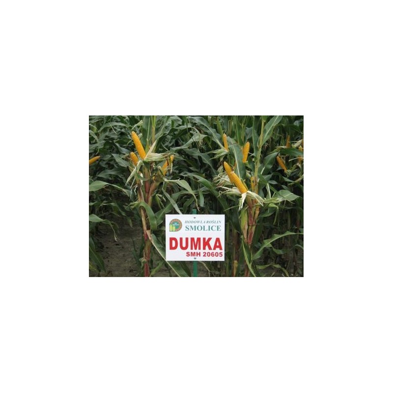 KUKURYDZA DUMKA C1 /A111/A 14,7KG PL802/18/76/A111/A ŚW.02/295R/19/01 08.10.2019 zk97%