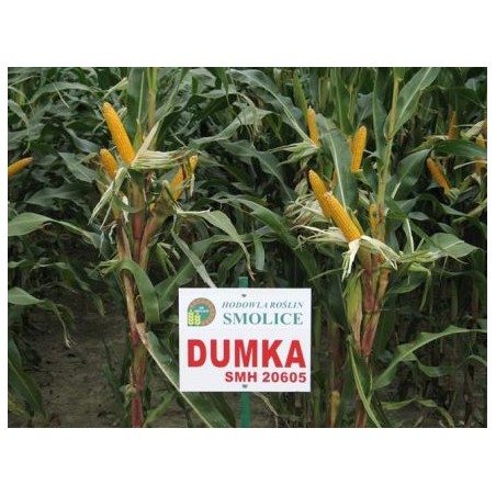 KUKURYDZA DUMKA C1 /A111/A 14,7KG PL802/18/76/A111/A ŚW.02/295R/19/01 08.10.2019 zk97%