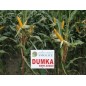 KUKURYDZA DUMKA C1 /A111/A 14,7KG PL802/18/76/A111/A ŚW.02/295R/19/01 08.10.2019 zk97%