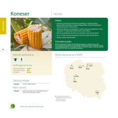 Nasiona kukurydzy Koneser