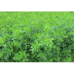 T/ Marchew pastewna C1 Krystyna 1kg 