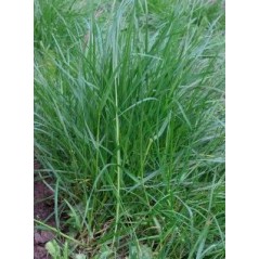 T/ Wiechlina gajowa C1 Enhary 