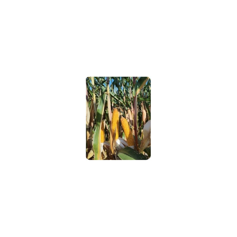 Nasiona Kukurydzy Kukurydza Obanga FAO 230-240