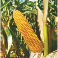 Nasiona kukurydzy RGT Irenoxx  230-240 R.A.G.T Redigo M+Korit 420