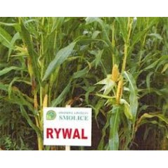 Nasiona Kukurydzy Kukurydza Rywal FAO 210 