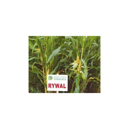 Nasiona Kukurydzy Kukurydza Rywal FAO 210