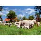 Siatka dla owiec OviNet, 50m, 90 cm, poj. szpic, pomarańczowy, Kerbl