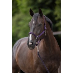 Kantar dla konia Hippo, fioletowy, roz. XFull, Covalliero