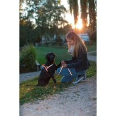 Szelki odblaskowe dla psa Norwegian, 70 - 90 cm, Kerbl 