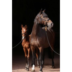 Kantar dla konia TopLine, czarny, roz. Foal, Covalliero 