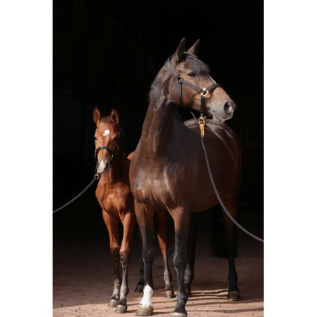 Kantar dla konia TopLine, czarny, roz. Foal, Covalliero