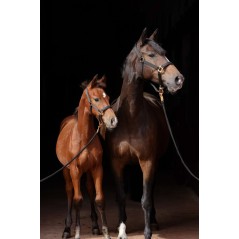 Kantar dla konia TopLine, czarny, roz. Foal, Covalliero 