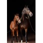 Kantar dla konia TopLine, czarny, roz. Foal, Covalliero