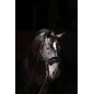 Kantar dla konia ClassicSoft, czarny, roz. Pony, Covalliero