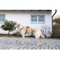 Szelki antyucieczkowe dla psa Miami, 15 mm, 38-52 cm, szare, Kerbl