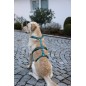Szelki antyucieczkowe dla psa Miami, 20 mm, 48-70 cm, turkusowe, Kerbl