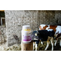 Środek owadobójczy na muchy KOLBA, koncentrat, 500 ml, Kerbl 