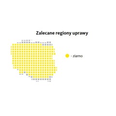 Nasiona Kukurydzy Atlantico Optiplus FAO 240 