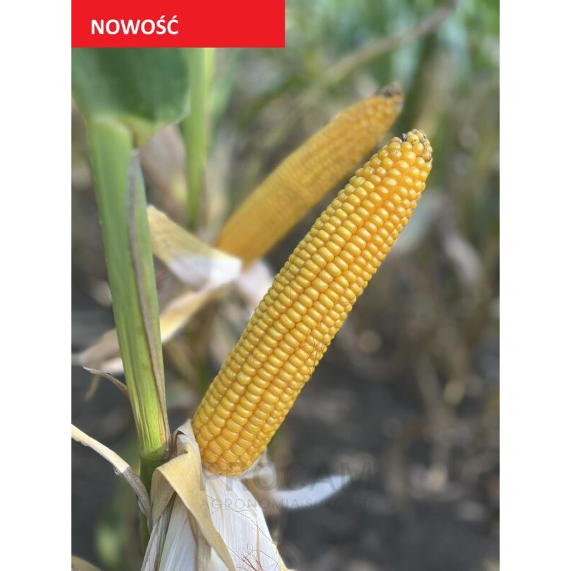 Nasiona kukurydzy SY PREFERENSE FAO210/220 Nasiona kukurydzy SY PREFERENSE FAO210/220