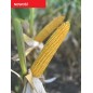 Nasiona kukurydzy SY PREFERENSE FAO210/220 Nasiona kukurydzy SY PREFERENSE FAO210/220