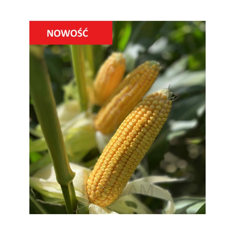 Nasiona kukurydzy AMALEKO N FAO220 Nasiona kukurydzy AMALEKO N FAO220