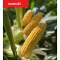 Nasiona kukurydzy AMALEKO N FAO220 Nasiona kukurydzy AMALEKO N FAO220