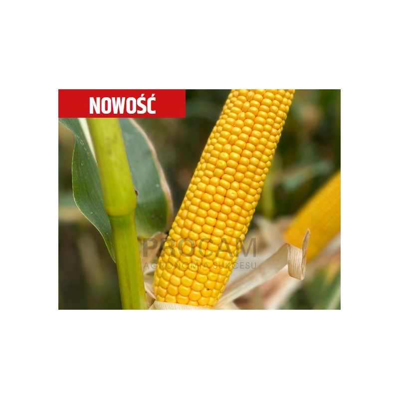 Nasiona kukurydzy MDM1304 N FAO230 Nasiona kukurydzy MDM1304 N FAO230