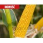 Nasiona kukurydzy MDM1304 N FAO230 Nasiona kukurydzy MDM1304 N FAO230