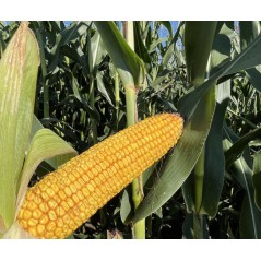 Nasiona kukurydzy DKC3402 FAO240