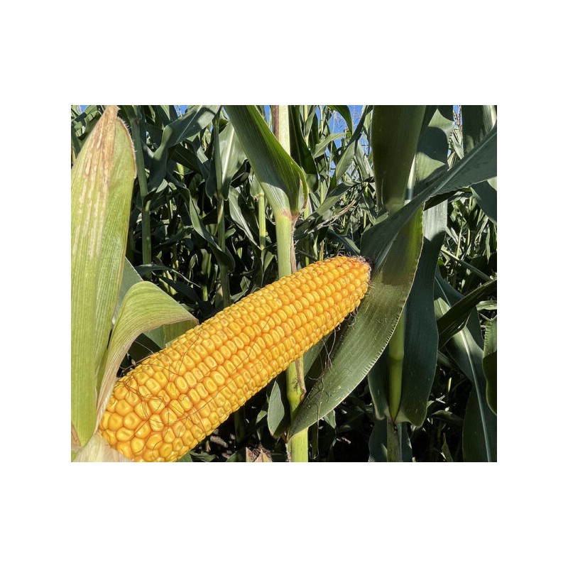 Nasiona kukurydzy DKC3402 FAO240