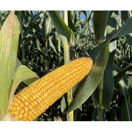 Nasiona kukurydzy DKC3402 FAO240