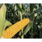 Nasiona kukurydzy DKC3402 FAO240