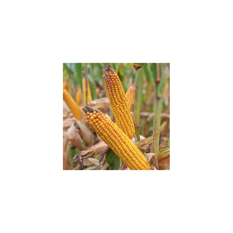 Nasiona kukurydzy SY BRENTON FAO220/230 Nasiona kukurydzy SY BRENTON FAO220/230