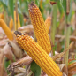 Nasiona kukurydzy SY BRENTON FAO220/230 Nasiona kukurydzy SY BRENTON FAO220/230