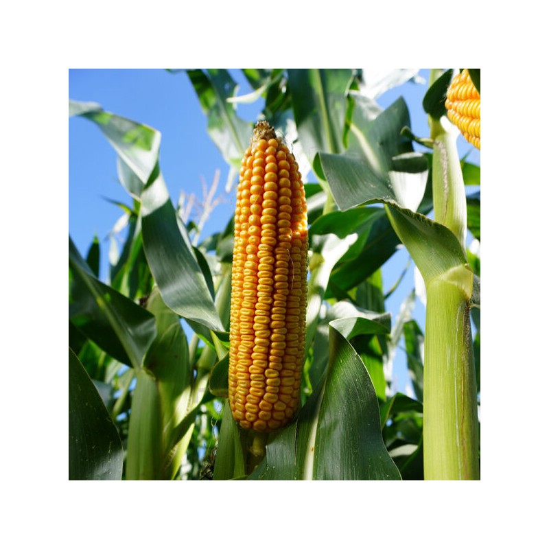 Nasiona kukurydzy NATALEO FAO260 Nasiona kukurydzy NATALEO FAO260