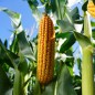 Nasiona kukurydzy NATALEO FAO260 Nasiona kukurydzy NATALEO FAO260