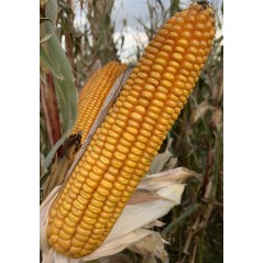 Nasiona kukurydzy MURPHEY FAO250
