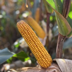 Nasiona kukurydzy SERAFINO FAO250